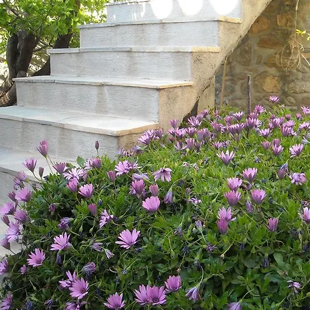 Guest house Theano